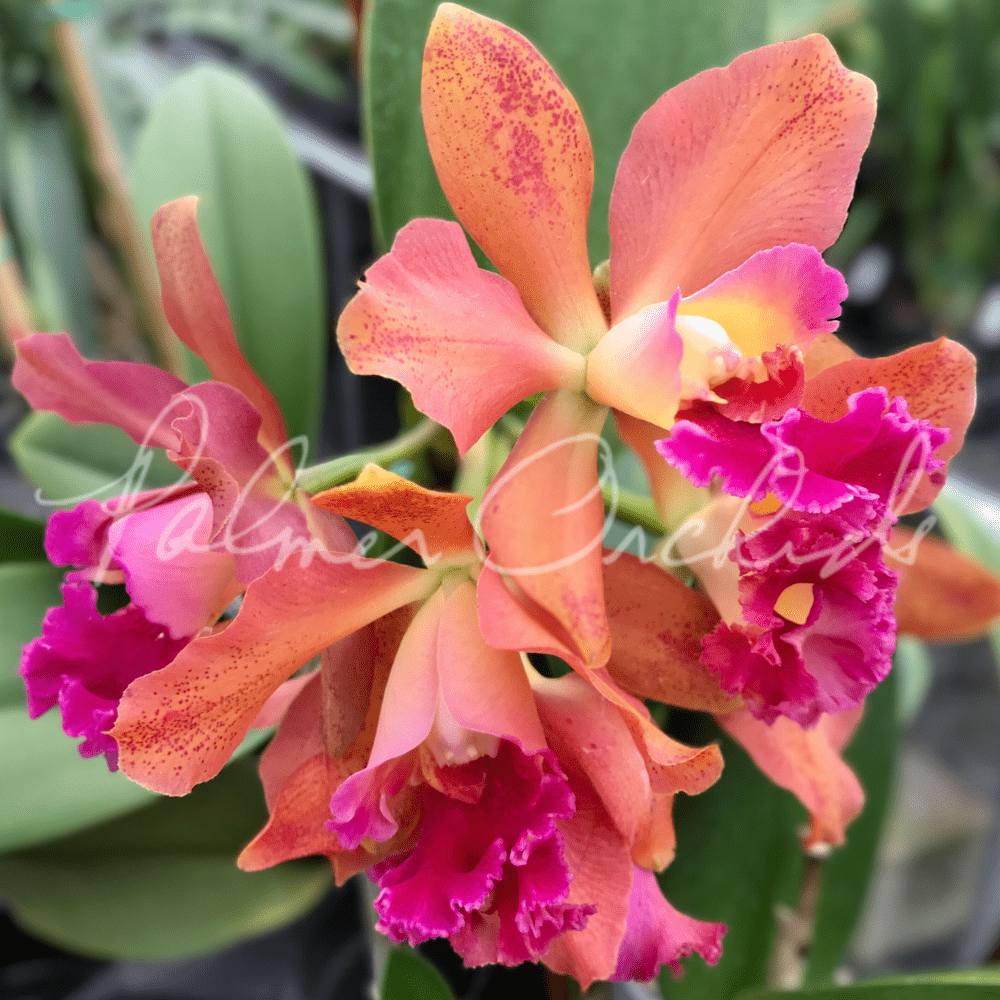 Rlc. Akiko Sato — Palmer Orchids